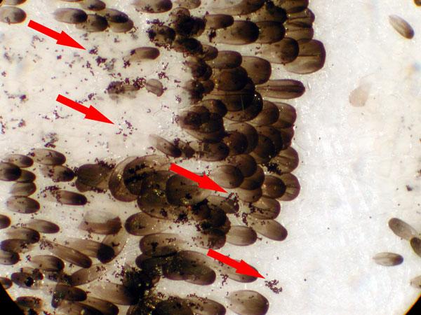 Here's what a sample looks like when we examine it under the microscope: The red arrows indicate the parasite spores in this image. The big objects are the monarch scales.