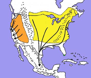 How common is OE in North American Monarchs? There are three major Monarch populations in North America.