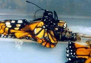The color change of an infected monarch happens earlier and does not create a balanced pattern on the pupa.