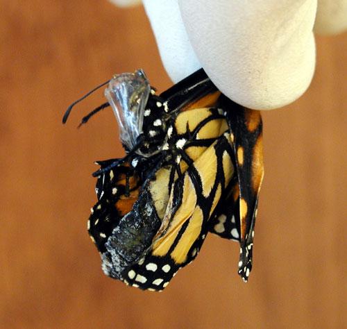 Mild OE infections also harm butterflies. Infected adults are often smaller than healthy monarchs. They weigh less and have shorter forewing lengths than normal.