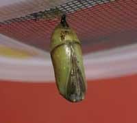 Many OE infections, especially of eastern North American monarchs, are 'mild' cases, and the