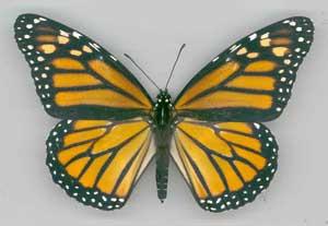 Also, since there is no way to 'cure' adult monarchs once infected, they must be destroyed.