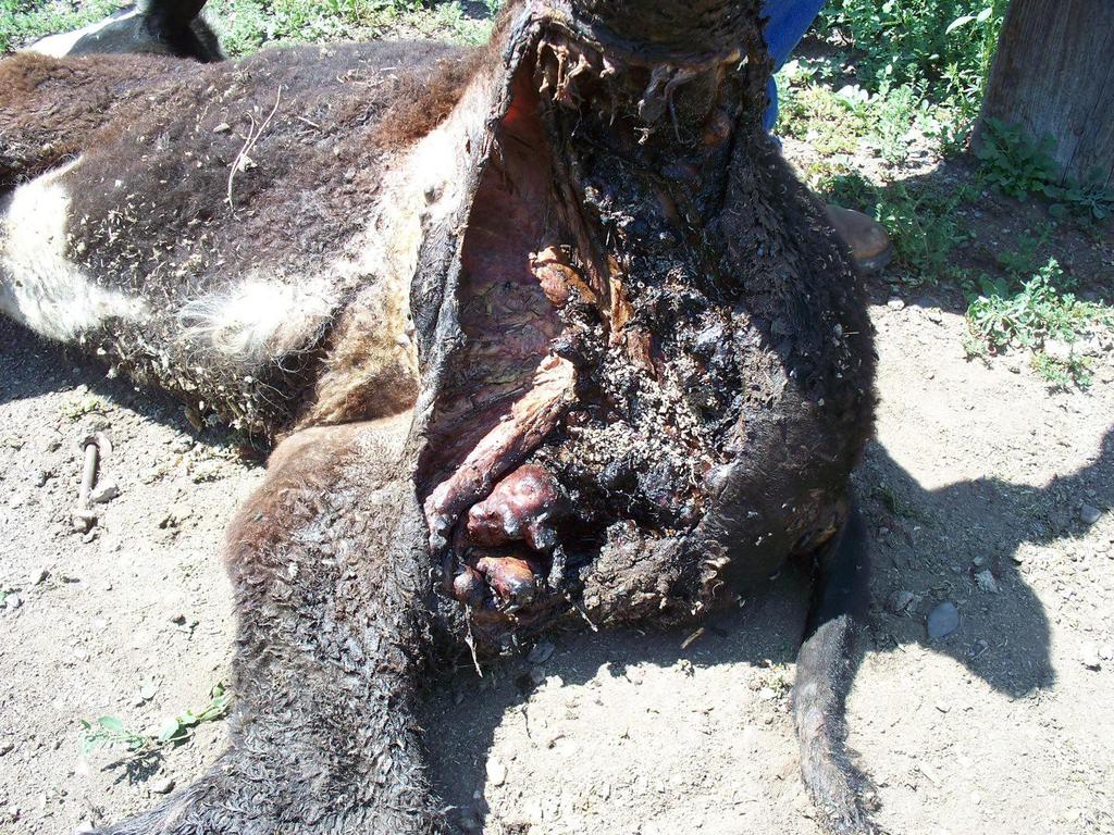 wounds Middle fork pack Remains of horse in