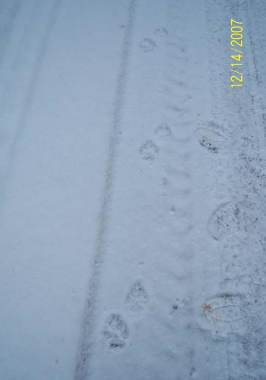 property Wolf tracks with typical