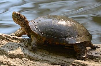 Figure 2: Image of female western pond turtle basking.