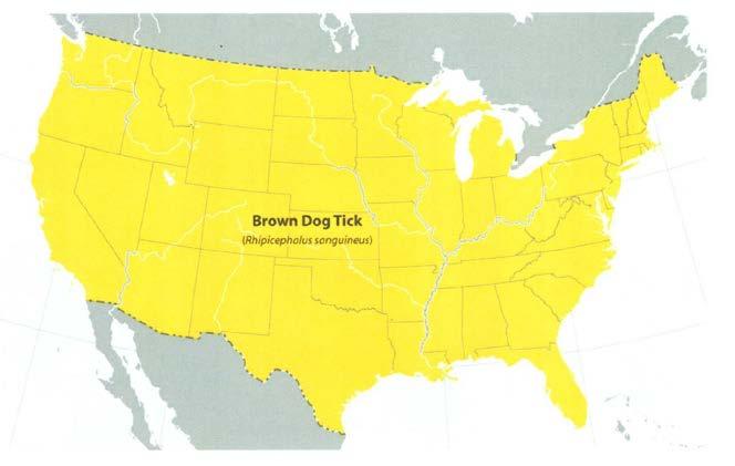 Brown dog tick, Rhipicephalus sanguineus