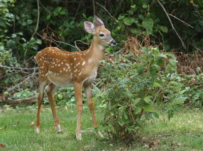 How important are white-tailed deer as tick hosts?
