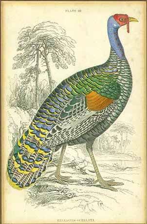 The Ocellated Turkey is native to Yucatan, Belize, Honduras and Guatemala. In Europe, they kept as a scavenger of left-overs and weeds. Left: Agriocharis Ocellata or Occelated turkey.