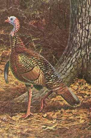 The paintings of the Meleagris Gallopavo and the Ocellated turkey were both painted in England about the year 1810. Seven wild varieties of the Meleagris Gallopavo are known: Meleagris Gallopavo (M.G.) 1.