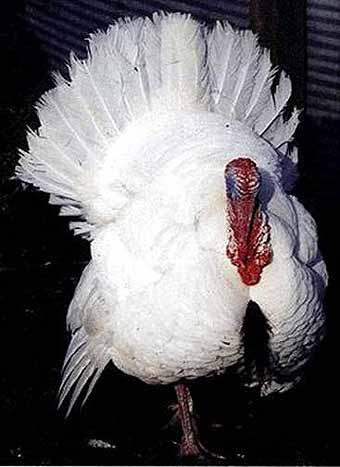 These commercial breeders crossed the Bronze and White Beltsville turkey.
