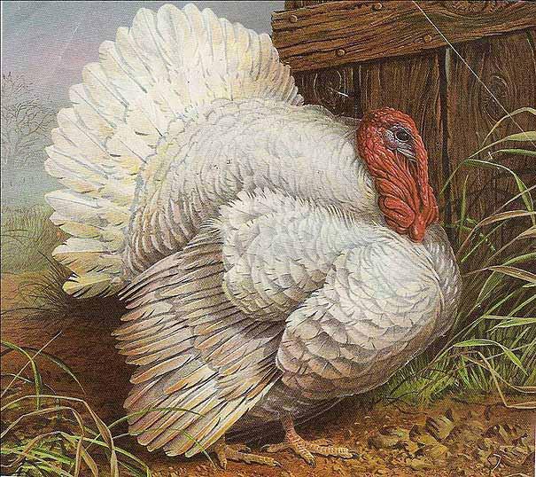 The Narragansett turkey was the result of a crossing between wild turkeys and turkeys that were brought to America by European immigrants.