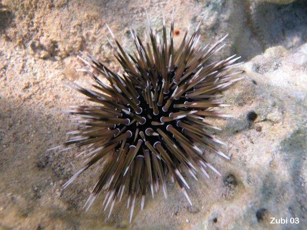 Sea Urchins (Echinoidea) Mathae s Urchin (Echinometra sp.