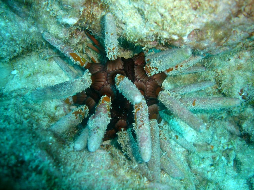 Sea Urchins (Echinoidea) Pencil Urchin Variable colours Very thick spines Blunt spines Spines may be banded or solid and