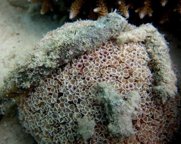 Sea Urchins (Echinoidea) Flower Urchin (Toxopneustes sp.) Toxic!