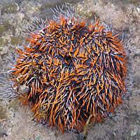 Sea Urchins (Echinoidea) Cake Urchin Body 15 cm, spines 2.