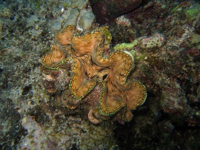 Bivalves Giant Clam (Tridacna sp.