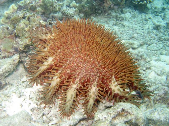 Sea Stars (Asteroidea) Crown of Thorns (Acanthaster Planci) Voracious coral predator Up to 21 spine-covered arms