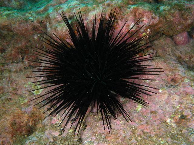 Sea Urchins (Echinoidea) Short Spine Urchin (Echinothrix sp.