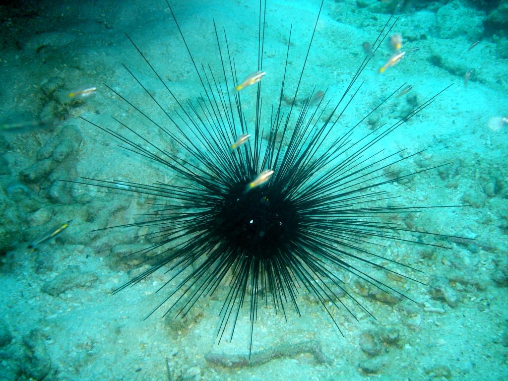 Sea Urchins (Echinoidea) Long Spine Urchin (Diadema sp.