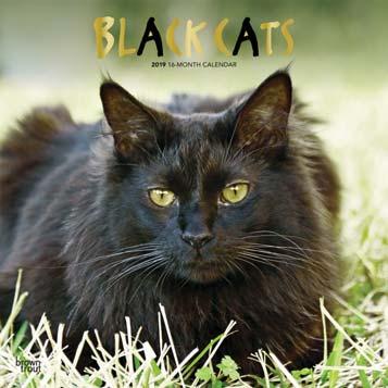 Black Cats (Foil)