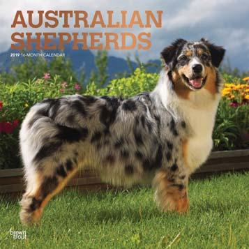 Australian Shepherds (Foil)