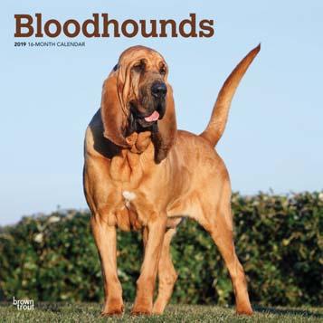 Bloodhounds 9781975402440