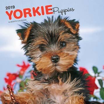 Yorkshire Terrier Puppies 9781975401177 Yorkshire Terriers (Foil) 9781975401184 SPECIFICATIONS 2019 Daily Box Calendars US: CAN: $18.99 Box Size - 6.125 in x 5.125 in x 1.5 in (15.
