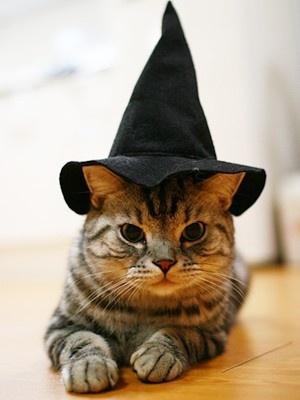 office door. Community Service Orientation, Volunteer Orientation, and Dog Walker Training have been canceled. Halloween Safety Tips For Your Cat Halloween Safety Tips for Your Cat by Dr.