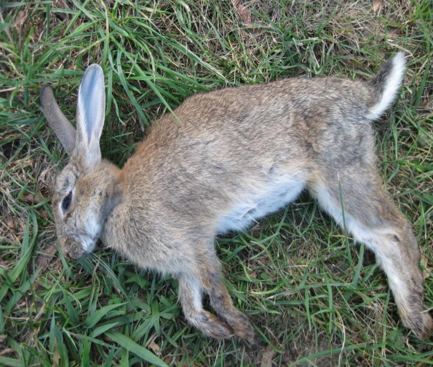RHDV2 in Australia In May 2015, RHDV2 virus detected in wild rabbits in Canberra, and has since spread across the majority of the country.