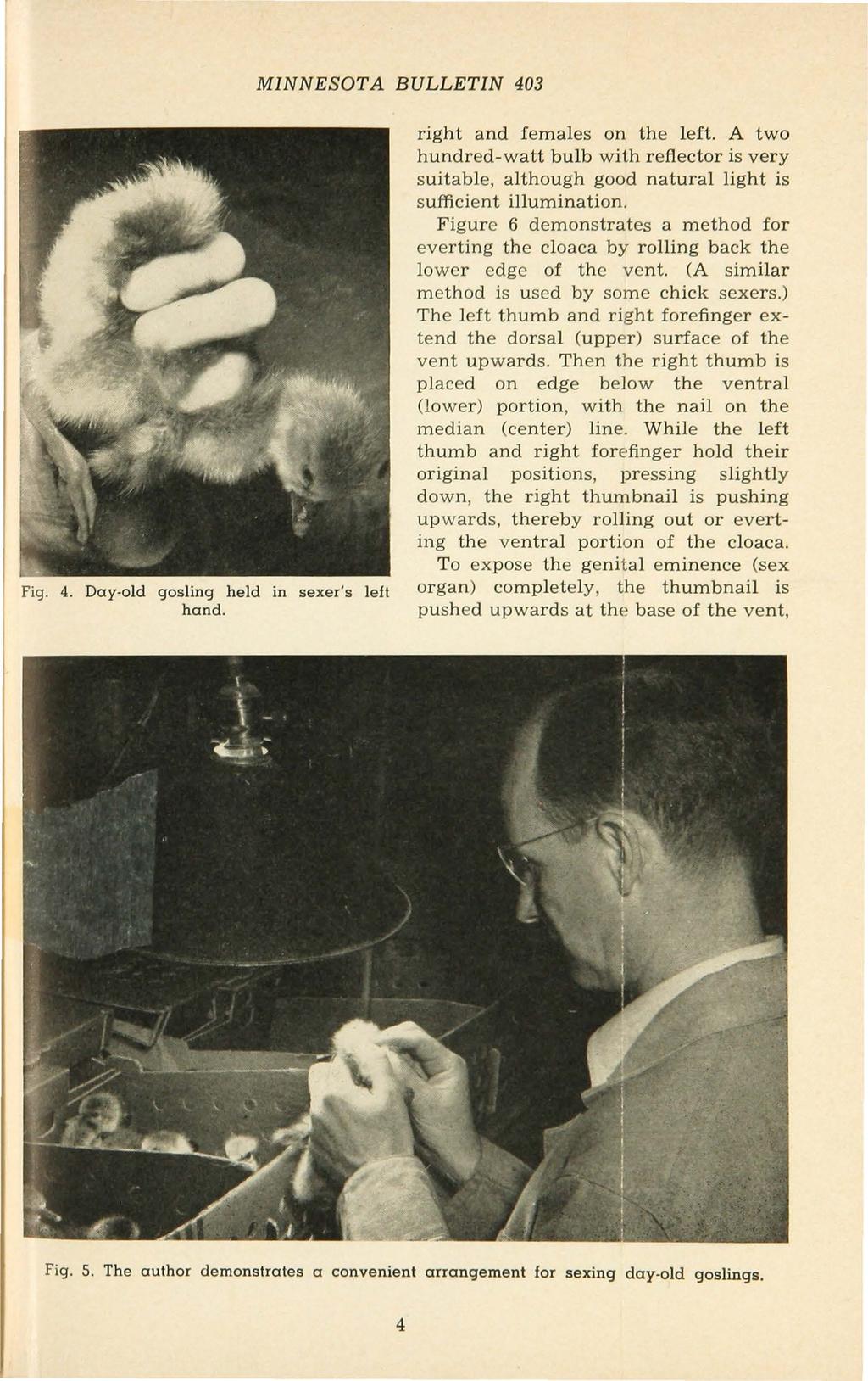 MINNESOTA BULLETIN 403 Fig. 4. Day-old gosling held in sexer's left hand. right and females on the left.