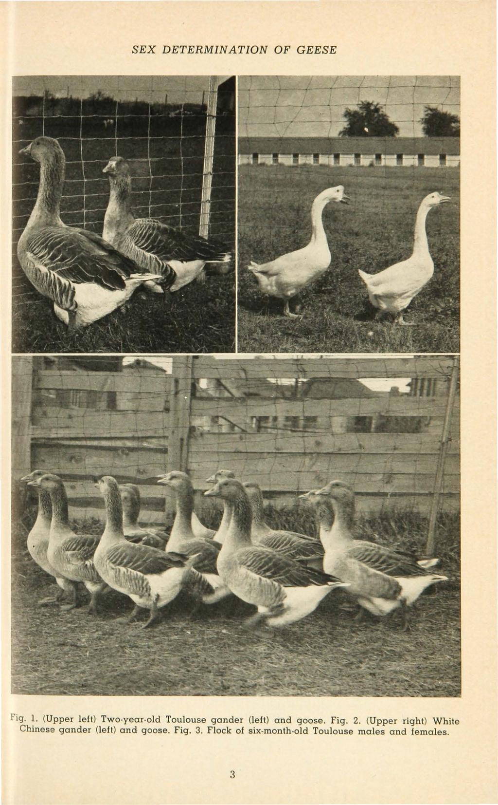 SEX DETERMINATION OF GEESE Fig. l. (Uppe r left) Two-year-old Toulouse gander (left) and goose. Fig. 2.