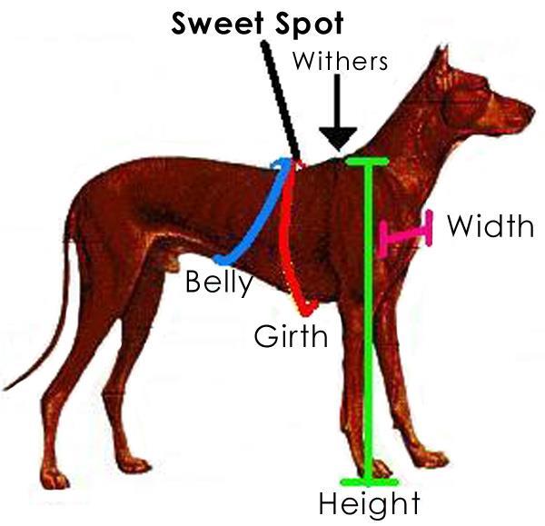 Harness Measuring Guide How to measure dog for BLD Mobility Support Harness: We require specific measurements to make your harness fit perfectly.