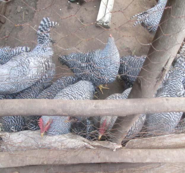 Demonstration and Evaluation of Dual Purpose Chicken Potchefstroom Koekoek Packages at Areka areas, SNNPR, Ethiopia Table 4 : Estimated profit from sale of cocks, nonproductive/spent hens