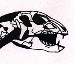 prosauropods Azendohsaurus (teeth) -