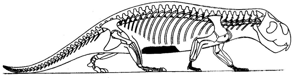 Paradepedon 1 meter Rhynchosaur