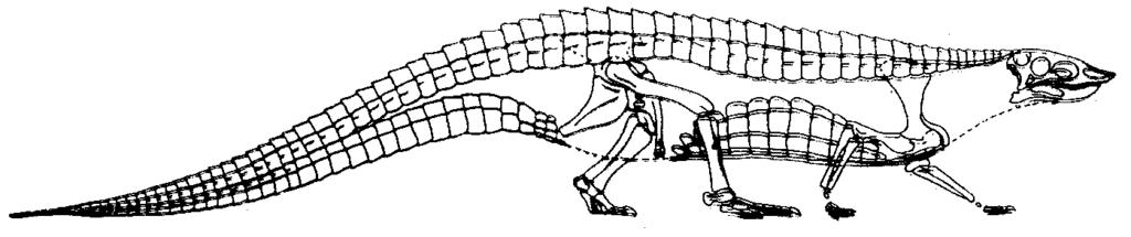 Late Triassic Additional new archosaur clades evolve. Phytosaurs (very crocodile-like) Aetosaurs (armored herbivores) Pterosaurs (flying reptiles) Dinosaurs Turtles evolve.