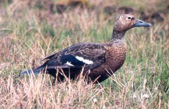 The only location where Steller s eiders are still known to regularly nest in North America is in the vicinity of Barrow, Alaska (Figure 1). Figure 1.