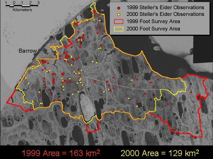 Figure 6. Foot surveys in Barrow, Alaska, 1999-2000. Each summer, Barrow high school students (Figures 7 and 8) work alongside U.S. Fish and Wildlife scientists to conduct these foot surveys.