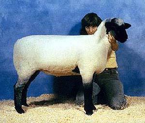 market lambs
