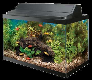 Simple, Serene, Smart It s all about the fish An easy to maintain aquarium featuring platys and tetras can be colorful and entertaining.
