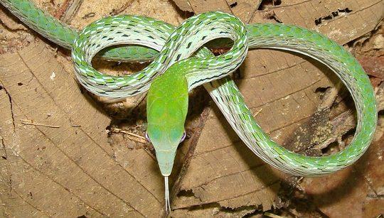 the paradise tree snake Chrysopelea paradisi. Very similar in appearance with the addition of some orange or red color to some of the scales on the top of the body and head.