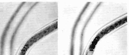 Ansco film, X 700. Fig. 3. Cephalic hook of D. reconditum. Ansco film, X 700.