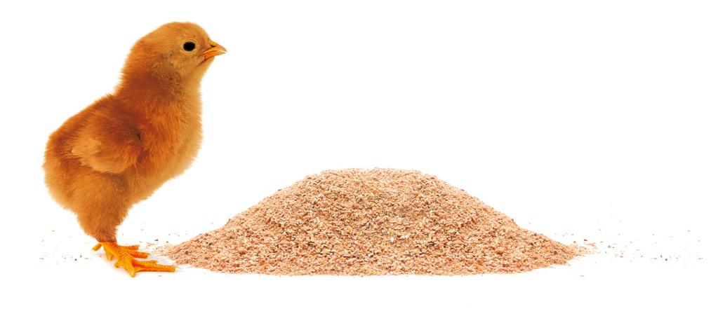 During the different growing phases of chicks and pullets, qualitatively different feed varieties should be used in which the nutrient content meets the birds changing needs.
