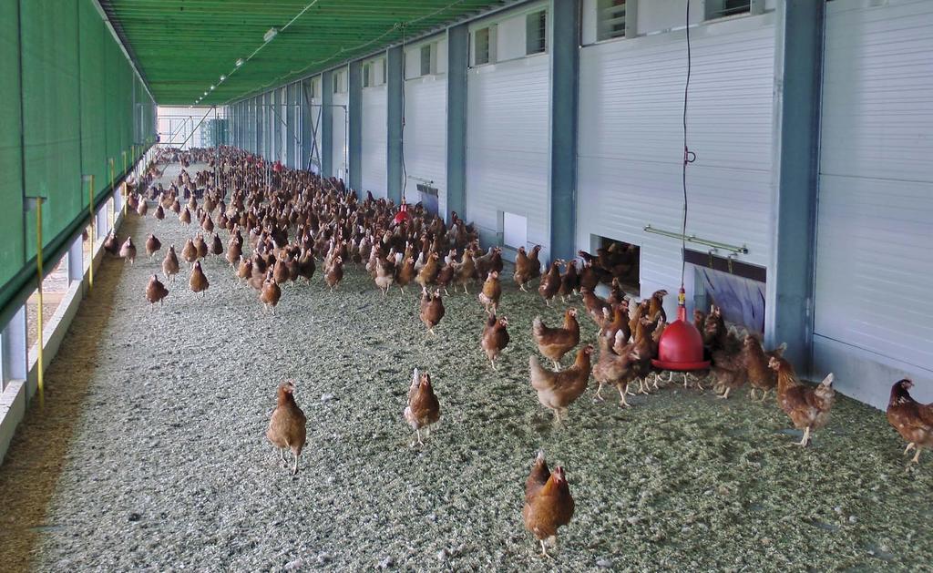INTRODUCTION The trend to change from conventional battery cages towards cage free housing systems, like deep litter, aviary and free range housing for laying hens has intensified in recent years.