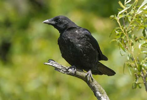 Carrion Crow These are very clever birds and can