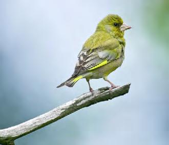 Greenfinch These have a wheezing song and