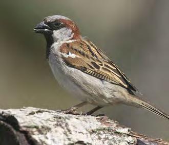 House Sparrow These are noisy and sociable birds