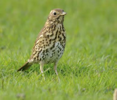 Song Thrush They like to eat snails, bashing