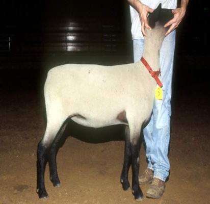 Mouth Soundness The profitable breeding sheep is structurally and reproductively sound, highly productive, and can gain rapidly and efficiently.