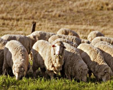Fineness Staple Length Belly Wool Density General Appearance Face wool What fleece